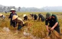 Nghệ An: Thanh niên, bộ đội dầm mình giúp dân gặt lúa sau bão