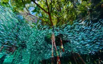 15 bức ảnh đẹp nhất năm 2016 do National Geographic bình chọn
