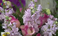 Thị trường hoa 8/3 đa dạng, hợp túi tiền