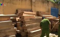 Thêm 5 đối tượng phá rừng pơ mu ra đầu thú