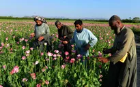 Vì sao Afghanistan là thiên đường thuốc phiện của thế giới?