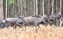 Bác thông tin hàng ngàn động vật chết tại vườn thú Vinpearl Safari
