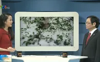 "4.198 hộ vay vốn của Ngân hàng Chính sách xã hội bị thiệt hại trong đợt rét kỷ lục"
