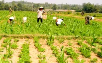 Ổn định lương thực nhờ thích ứng biến đổi khí hậu
