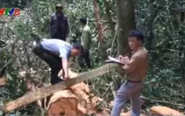 Bắt đối tượng phá rừng chống người thi hành công vụ