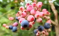 Hợp tác du lịch Việt Nam - Nhật Bản đạt hiệu quả cao