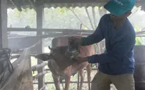 Bùng phát dịch lở mồm long móng tại Quảng Trị