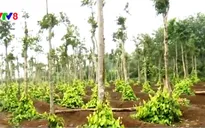 Quảng Trị tìm hướng quy hoạch lại cây cao su