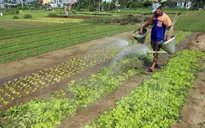 Thực phẩm, rau xanh tăng giá “chóng mặt”