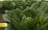 Người Việt làm nông nghiệp ở Nga