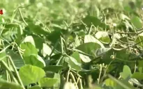 Việt - Nga ứng dụng công nghệ sinh học mới trong nông nghiệp