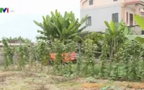 Di chỉ khảo cổ quý trở thành… bãi rau
