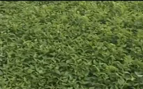 Khó phân biệt rau muống tưới nhớt bằng mắt thường