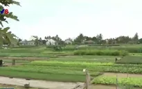 Làng rau Trà Quế tất bật vào vụ Tết