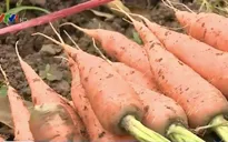 Chuyển đất lúa vùng hạn mặn sang trồng rau màu