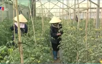 Lâm Đồng tạo chuỗi sản xuất rau an toàn