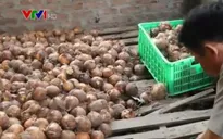 Cơ sở mua rau không rõ nguồn gốc “tuồn” vào siêu thị bị phạt 5 triệu đồng