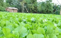 Loại rau nào “tắm” thuốc trừ sâu nhiều nhất?