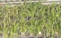 Sinh viên khởi nghiệp với mô hình rau sạch hộ gia đình