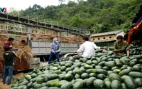70% rau quả Việt Nam xuất khẩu sang Trung Quốc