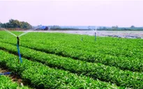 Đà Nẵng: Trồng 300ha rau sạch, tuyên chiến với thực phẩm bẩn