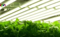 Độc đáo mô hình nông nghiệp theo chiều dọc tại Mỹ