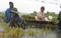Hàng nghìn hecta lúa, hoa màu tại nhiều địa phương bị ngập úng sau bão số 1