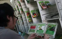 Người tiêu dùng “loạn” với hạt giống trồng rau mầm