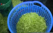 TP.HCM bắt quả tang 3 cơ sở bào rau muống nhúng hóa chất bảo quản