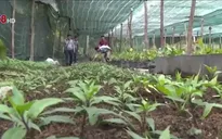 Phát triển rau rừng sạch xuống phố