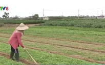 Sản xuất rau an toàn: Dễ hay khó?