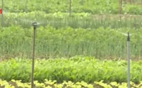 Sản xuất rau an toàn, người trồng vẫn gặp khó khăn