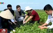 "Thở phào" kết quả thử nhanh mẫu rau sạch ngay tại ruộng