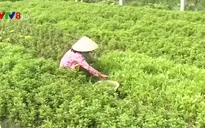 Rau an toàn giá thấp, người dân gặp khó khăn