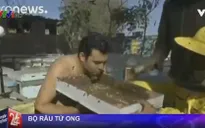 Độc đáo bộ râu từ ong tại Ai Cập