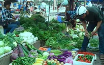 Khan hiếm rau mùa lũ ở miền Trung
