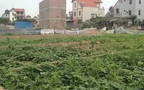 Yêu cầu xử lý vi phạm về đất đai tại huyện Đông Anh, Hà Nội