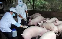 Cận cảnh mô hình sản xuất chuỗi thịt lợn sạch ở Vĩnh Phúc