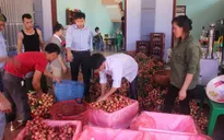 Nhiều Bộ, ngành tích cực hỗ trợ tiêu thụ vải thiều