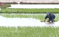 Nông dân “oằn mình” trong đợt rét đậm, rét hại đầu tiên