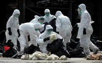 Trung Quốc ghi nhận 6 trường hợp nhiễm virus cúm gia cầm H5N6