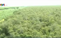 Cà Mau tăng cường máy bơm chữa cháy cho các chủ rừng U Minh Hạ