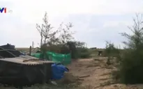 Hàng loạt khu rừng phòng hộ ven biển bị xóa trắng