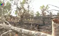 Gia Lai: Hàng trăm hộ dân chặt phá rừng thông