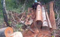 Gia Lai kỷ luật 15 cán bộ liên quan vụ phá rừng phòng hộ Ia Rsai
