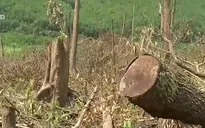 Rừng Tây Nguyên đang bị suy thoái nghiêm trọng