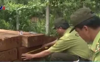 Đóng cửa rừng, gỗ vẫn về xuôi