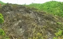 Quảng Ninh: Xử lý nghiêm tình trạng phá rừng tại Hoành Bồ