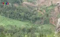 Thủ tướng yêu cầu xử lý nghiêm hành vi phá rừng ở Kon Tum