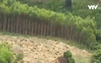 Hàng nghìn ha đất rừng Gia Lai bị “xà xẻo” từng ngày
